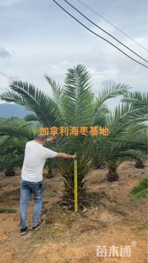 裸干高40厘米加拿利海枣