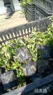 高度15厘米大花六道木