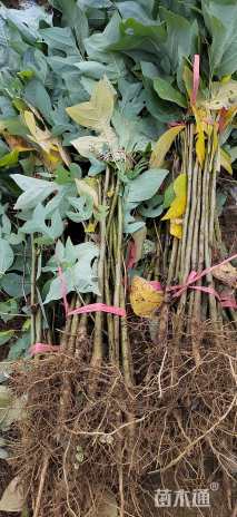 高度100厘米马褂木小苗