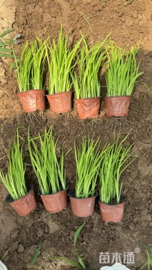 高度20厘米水生鸢尾