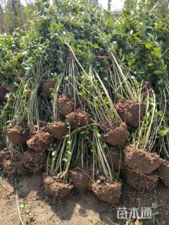 高度80厘米连翘小苗