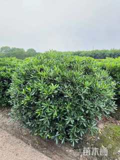 冠幅150厘米海桐球