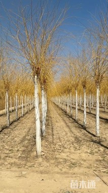 12公分金丝垂柳