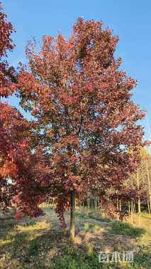 15公分美国红枫