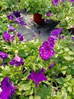 高度15厘米牵牛