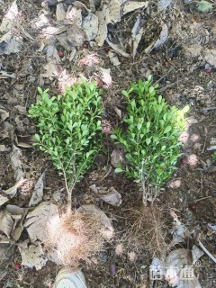 高度50厘米小叶黄杨