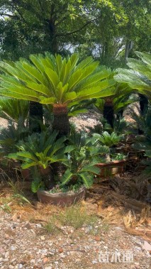 裸干高100厘米铁树