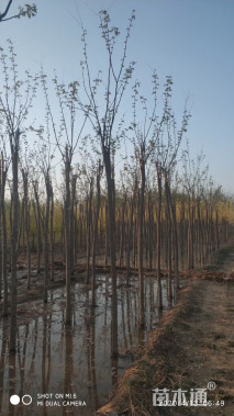6公分嫁接香花槐
