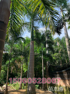 裸干高700厘米大王椰子