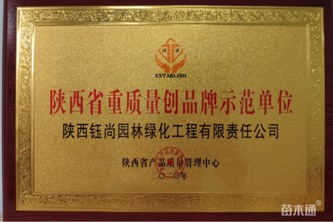 移栽苗白皮松