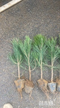 高度50厘米松柏