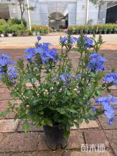 高度150厘米鹤望兰