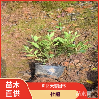 高度30厘米杜鹃