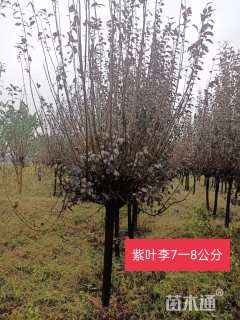8公分紫叶李