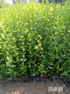 40厘米小叶扶芳藤