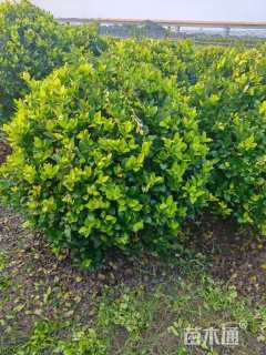 冠幅80厘米大叶黄杨球