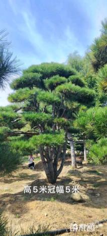 高度550厘米黑松