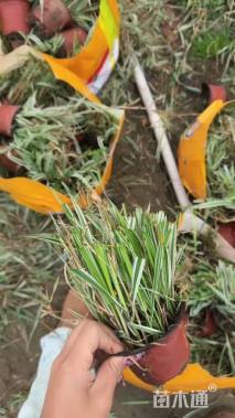 高度25厘米玉带草