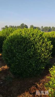 高度120厘米水腊球