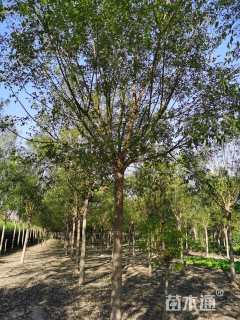 15公分国槐