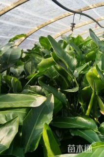 高度120厘米鹤望兰