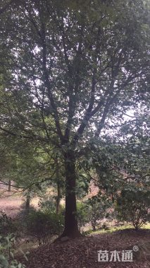 40公分造型朴树
