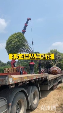 高度300厘米丛生桂花