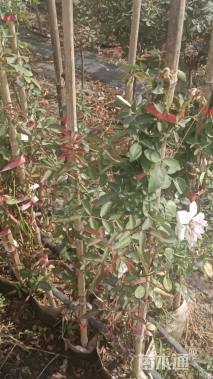 100厘米藤本月季