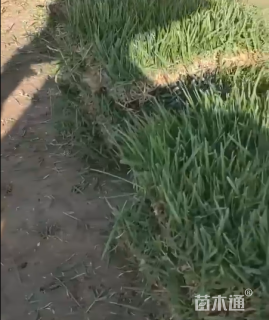 草毯状中华结缕草
