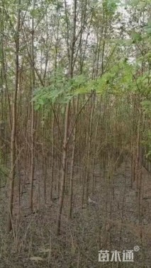 高度150厘米紫穗槐小苗