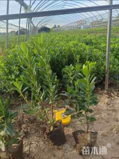 高度40厘米海桐小苗