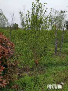 高度70厘米丛生木槿