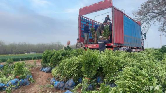 高度100厘米大叶黄杨