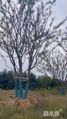 80公分(5杆)丛生朴树