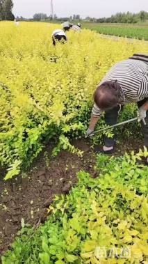高度50厘米金叶女贞