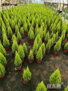 高度40厘米甘松