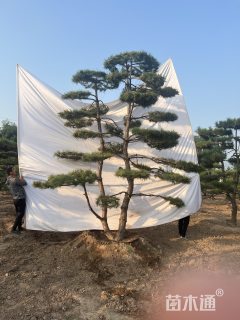10公分造型松