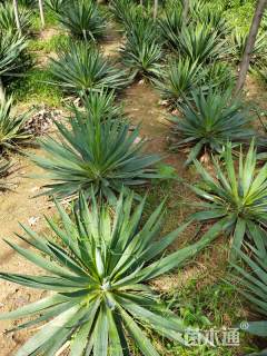 高度30厘米剑麻