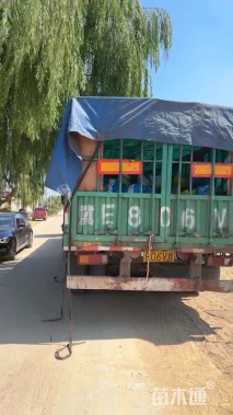 高度50厘米深蓝鼠尾草