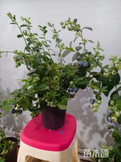 高度100厘米蓝莓