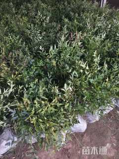 高度50厘米南天竹