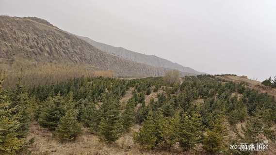 高度350厘米青海云杉