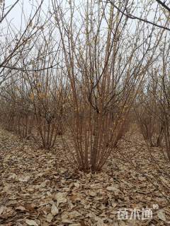 高度280厘米蜡梅