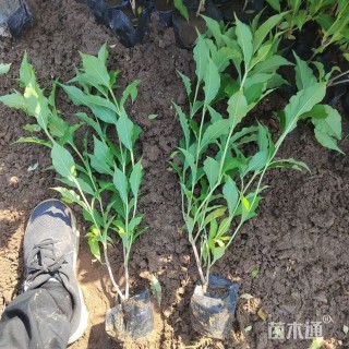 高度47厘米红王子锦带