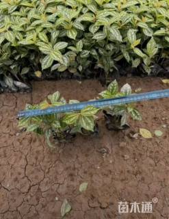 高度20厘米冷水花