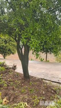 高度700厘米金弹子