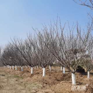 20公分日本晚樱