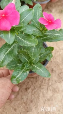 高度25厘米长春花