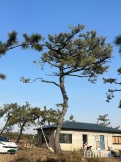 高度300厘米黑松