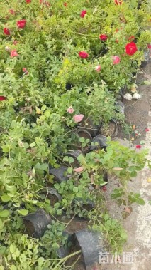 高度40厘米大花月季